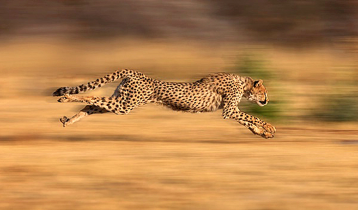 cheetah-running-fast-response